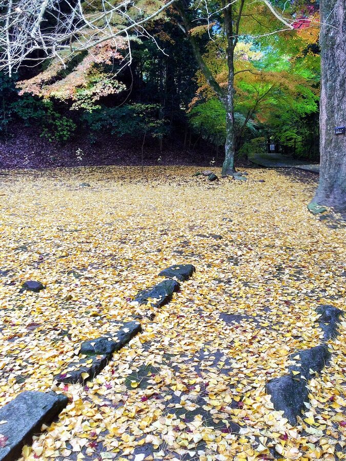 Red maple leaves over Buttsuji Temple's wooden bridge in autumn