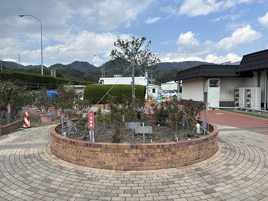 The Fukuyama rose garden in bloom with a variety of colours