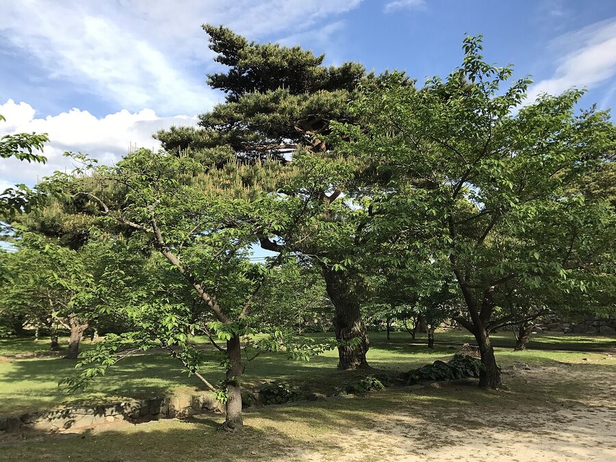 Cherry blossoms in full bloom around Hagi Castle walls at Shizuki Park