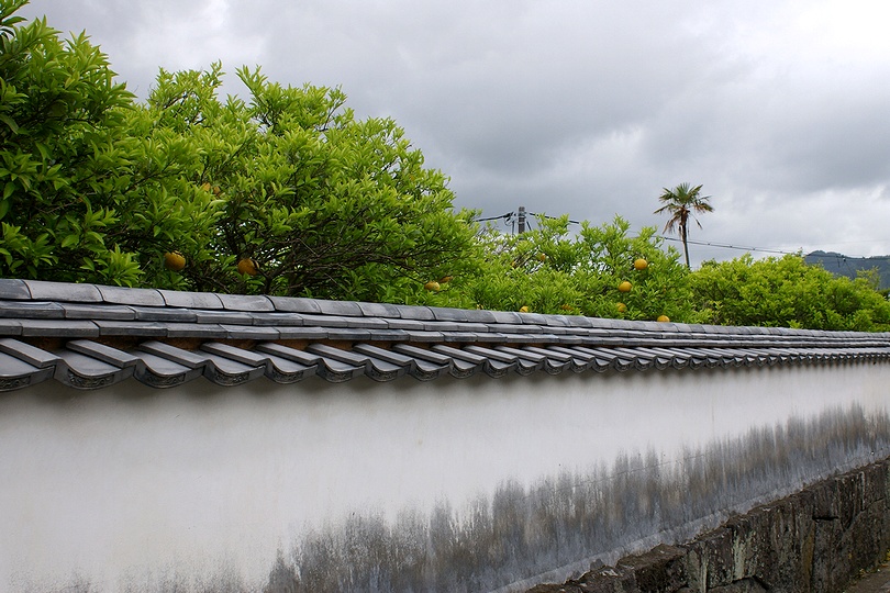 Natsumikan citrus trees hanging over a whitewashed wall in Hagi's castle town