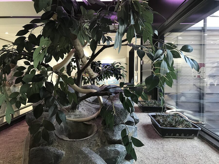 Multiple white snakes coiled together at the Iwakuni White Snake Museum