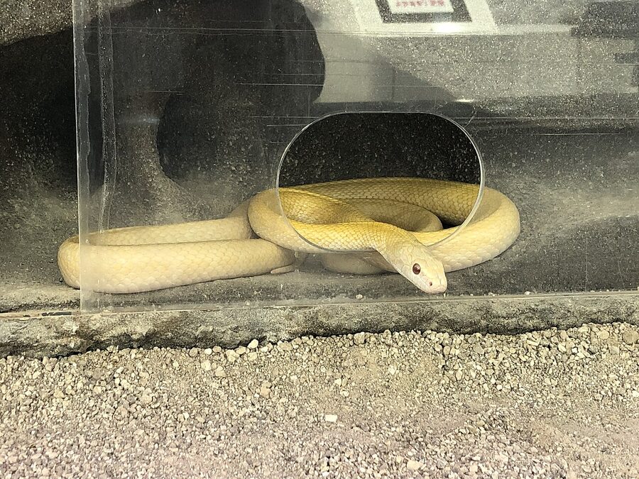 An albino white snake at the Iwakuni White Snake Museum