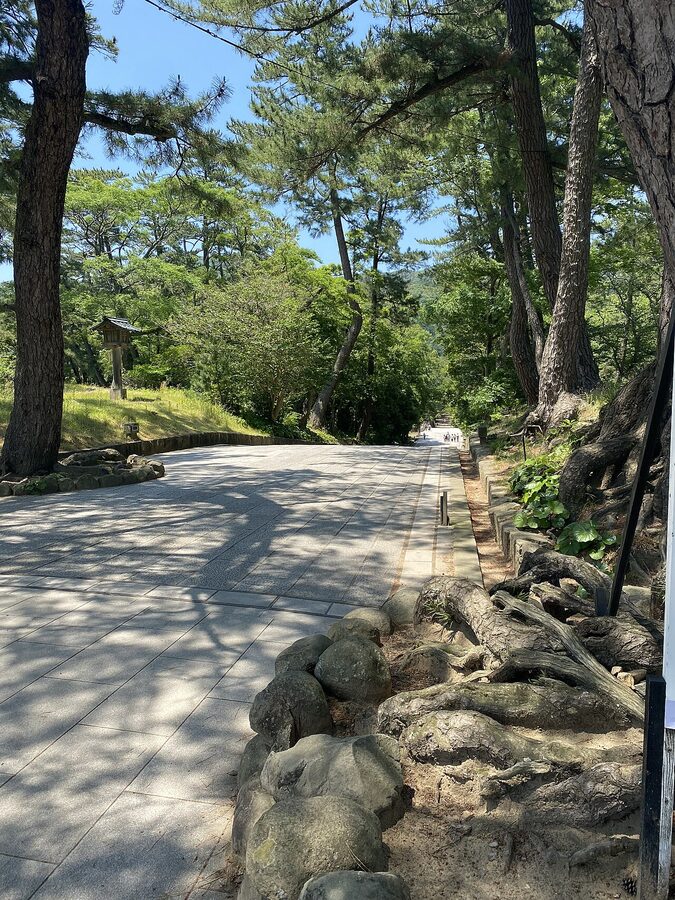 The pine-lined sando approach path inside Izumo Taisha