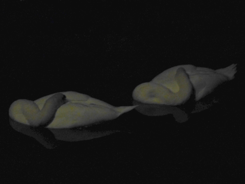 Two white swans asleep on the willow-shaded banks of the Kurashiki canal
