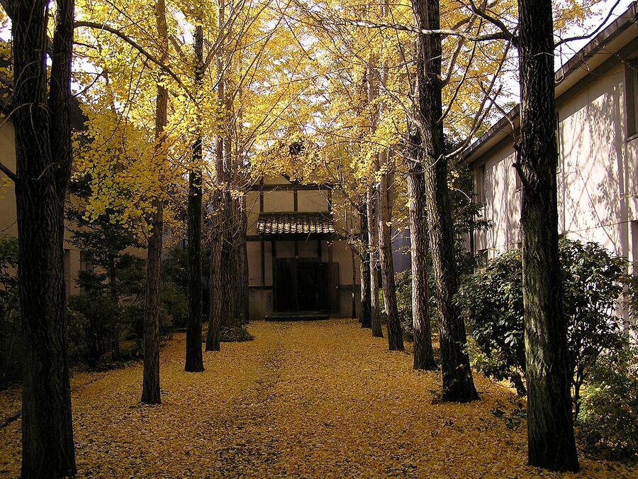 Yellow ginkgo tree in the courtyard of Kurashiki Ivy Square in autumn