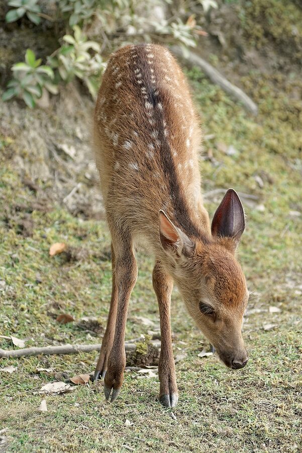 Sika deer on the shrine grounds of Itsukushima with shrine buildings in the background