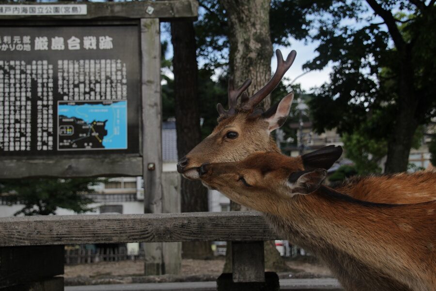 A sika deer walking on the sidewalk outside Itsukushima Shrine in Miyajima