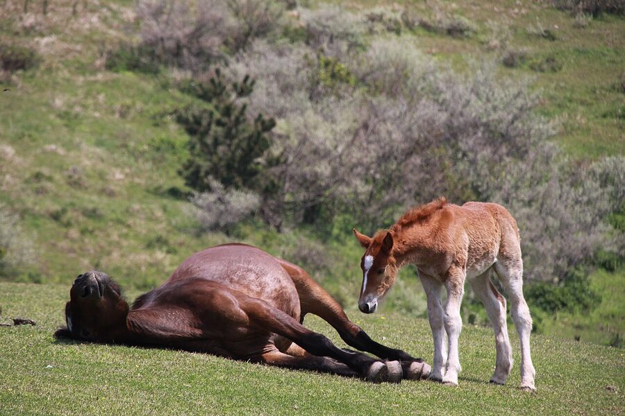 Wild horses grazing on the grass slopes of the Kuniga coast