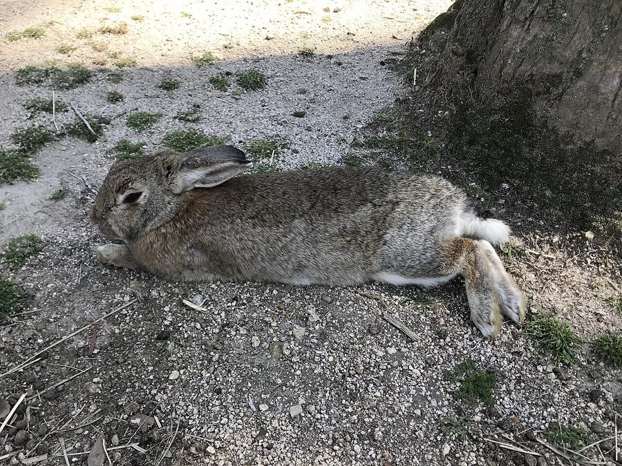 A feral rabbit on Okunoshima Island