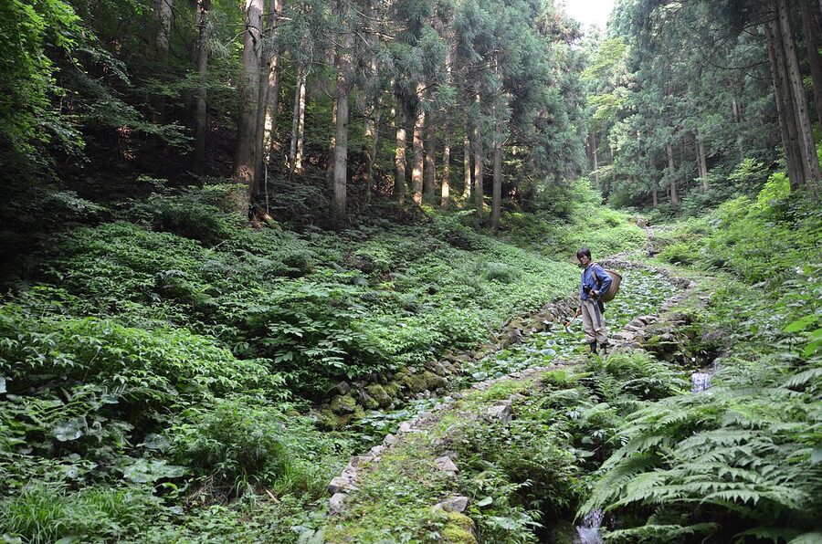Traditional wasabi fields irrigated by mountain streams in Hikimi Shimane