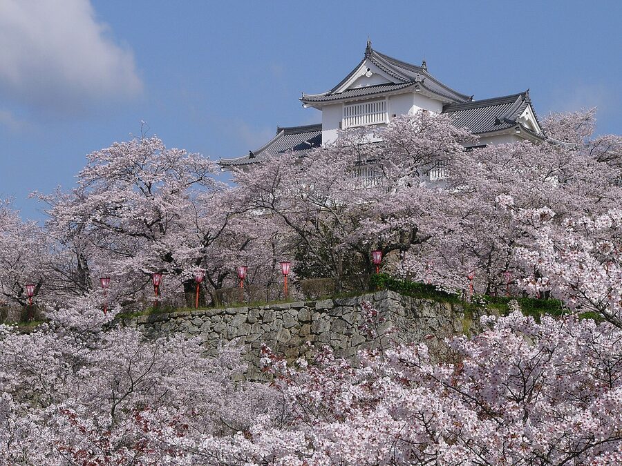 Cherry blossoms in full bloom at Tsuyama Castle during the Sakura Matsuri festival