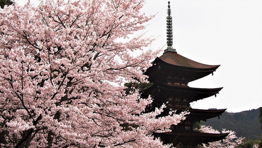 Cherry blossoms blooming around the Rurikoji pagoda in spring