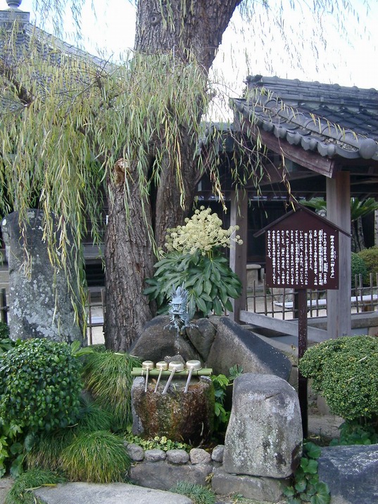 A willow tree next to a preserved stone well in Yanai's old district