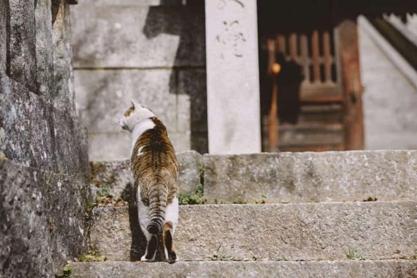1-Day Onomichi & Ikuchijima Island: Temples, Ropeway & Ferry - Lunch and free time around Hondori