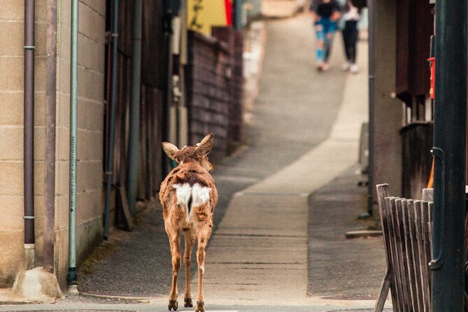 1-Day Private Sightseeing Tour in Hiroshima and Miyajima Island - What the private format is really worth