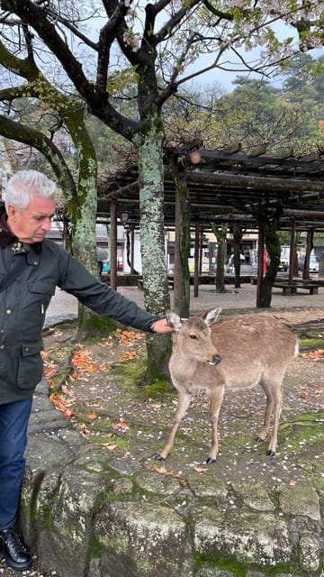 Amazing Hiroshima: Private City Tour with a Local Guide - Hondōri, Hiroshima Castle, and Shukkeien Garden