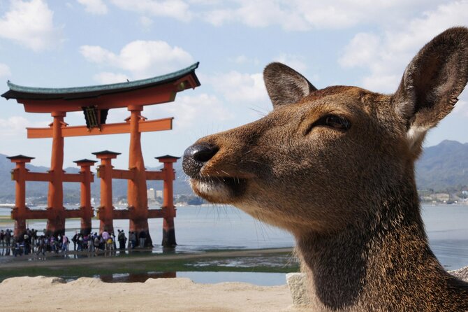 Hiroshima and Miyajima Bus Tour with Indian Lunch - One hour inside the Peace Memorial Museum