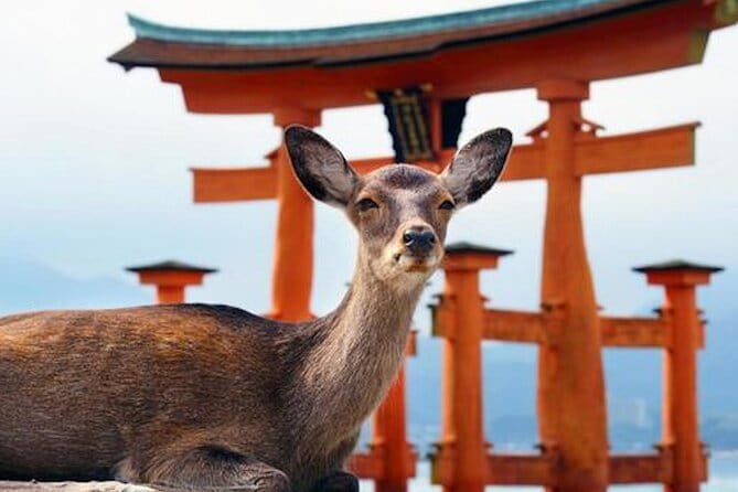 Hiroshima and Miyajima Private Custom Tour with Local Guide - Key points to know before booking