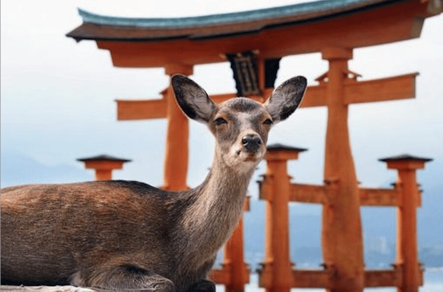 Hiroshima/Miyajima Private Custom Tour with Local Guide - The Peace Memorial Park and Atomic Bomb Dome