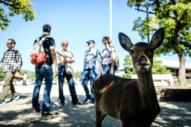 Hiroshima & Miyajima: Private Full-Day Tour with a Local Guide - Why this Hiroshima and Miyajima pairing works