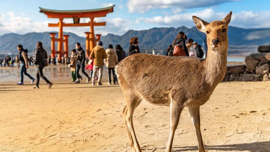 Hiroshima to Miyajima: Private Custom Tour with Ferry Ride - The ferry ride across the Seto Inland Sea