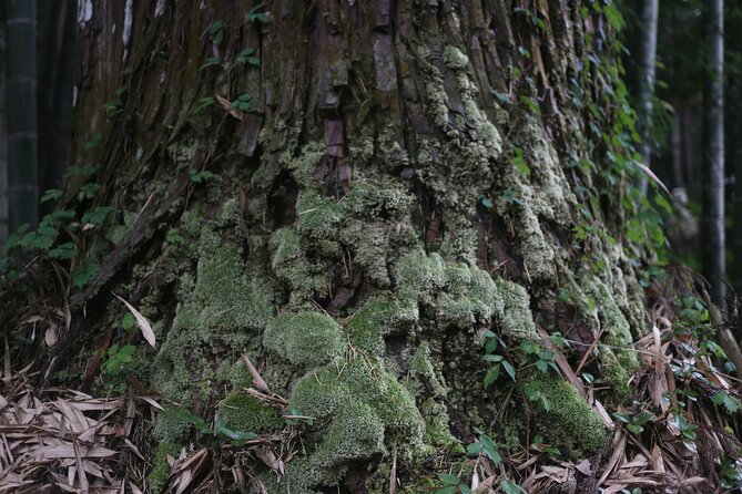 Home Experience: Tea Ceremony & Moss Garden Walk(Day trip) - Who will get the most from this day