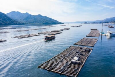 Miyajima Guided Tour and Fresh Oyster Farm Tour - Entering Itsukushima Shrine and learning how worship works