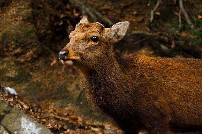 Miyajima Private History Tour (Half Day) - Starting at Miyajima Pier
