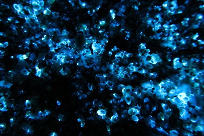 Night Kayak Tour Relax Under the Natural Glow of Sea Fireflies - Is $69.26 a fair price?
