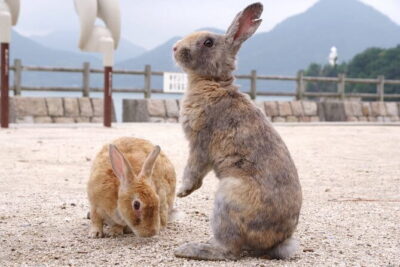 Okunoshima Rabbit Island Cycling Tour with Local Guide - The lighthouse and the first look across the Seto Inland Sea