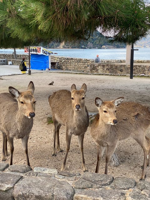 Private Hiroshima and Miyajima Tour with Licensed Guide - Making time for the Peace Memorial Museum
