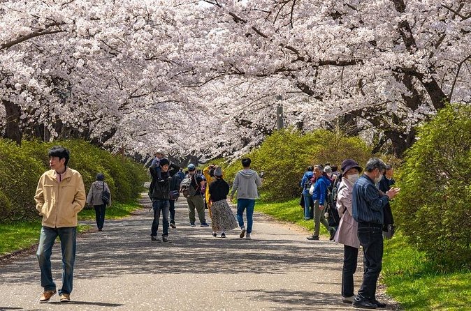 Private Hiroshima Cherry Blossom and Sakura Experience - Hanami at Hijiyama Park