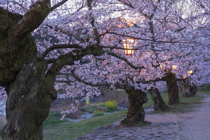 Private Hiroshima Cherry Blossom and Sakura Experience - Following the Kyobashi River