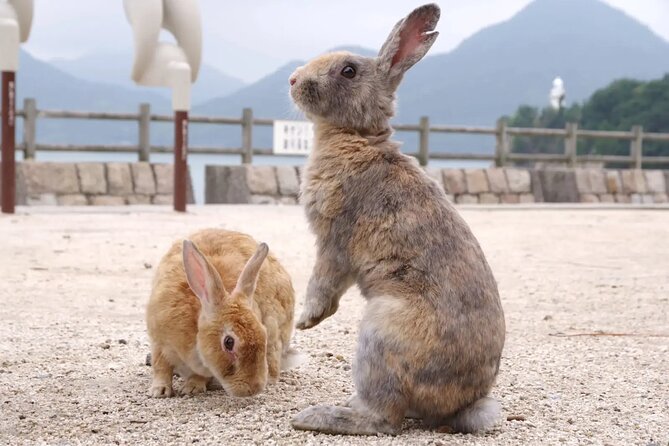 Takehara Historical Townscape & Rabbit Island - Key points to know before booking