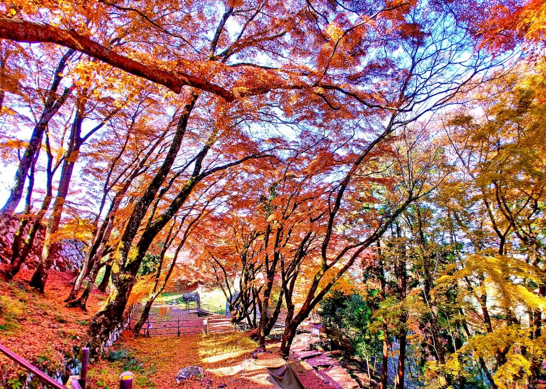 Autumn leaves and Tsuwano castle ruins