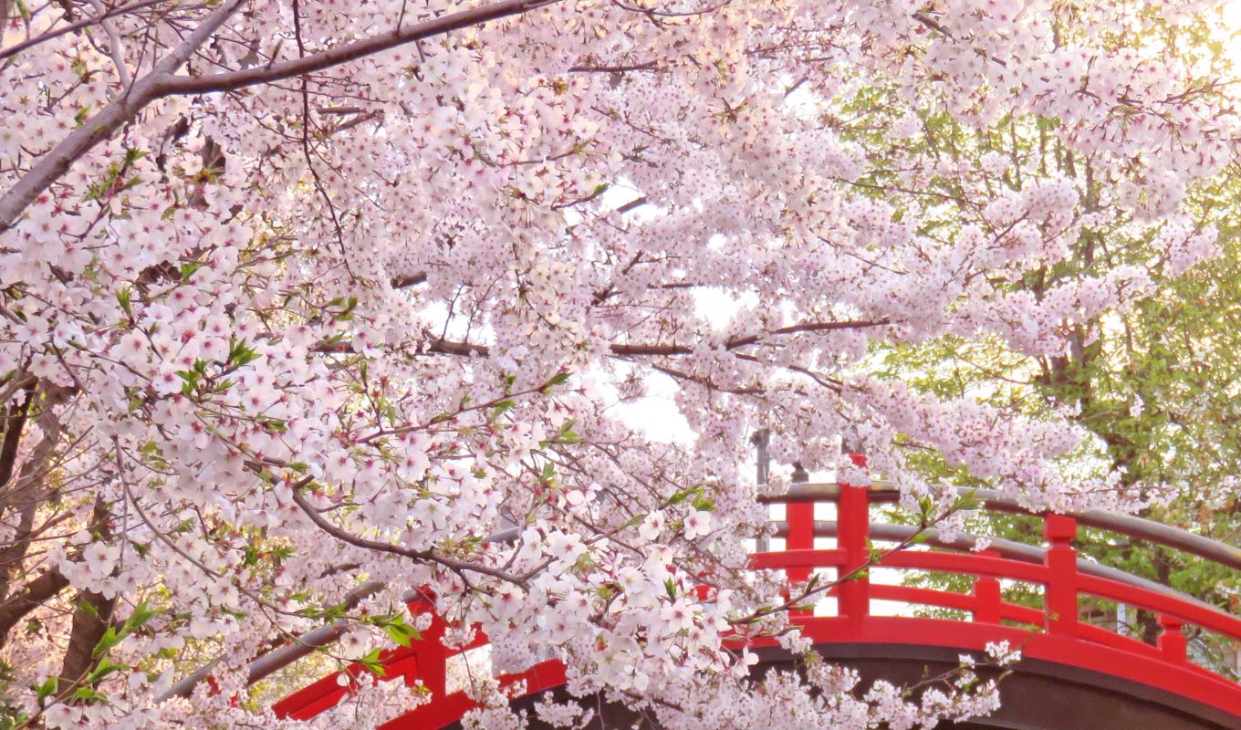 Cherry tree in full bloom in Fukuyama city