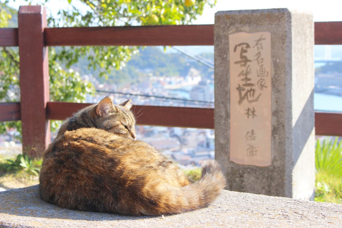 Onomichi cat